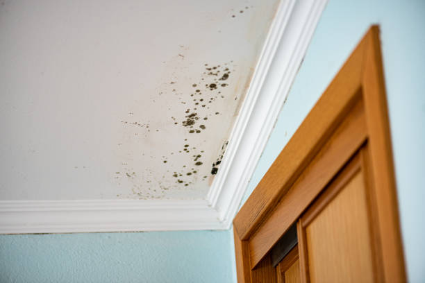 Attic Mold Removal in La Plata, NM