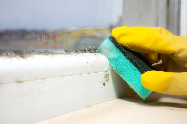 Best Attic Mold Removal  in La Plata, NM