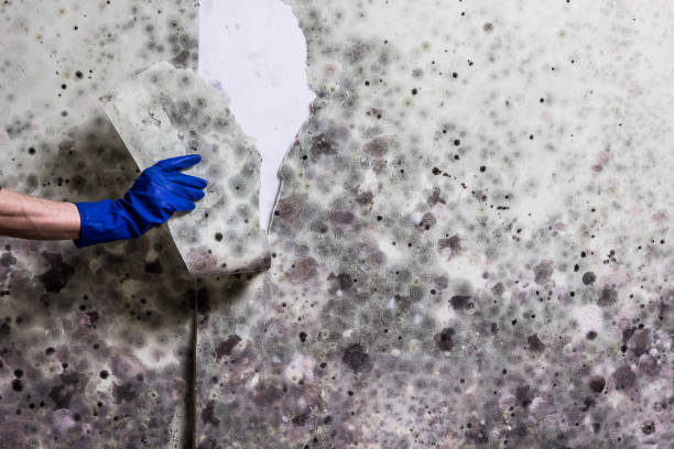 Mold Testing and Removal in La Plata, NM